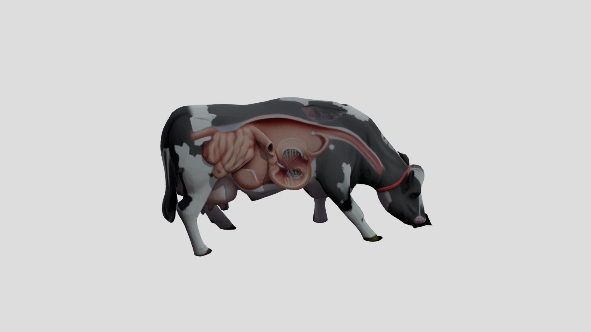 Cow models - 3D model by nguyenthixuanthuy533 [25934f6] - Sketchfab