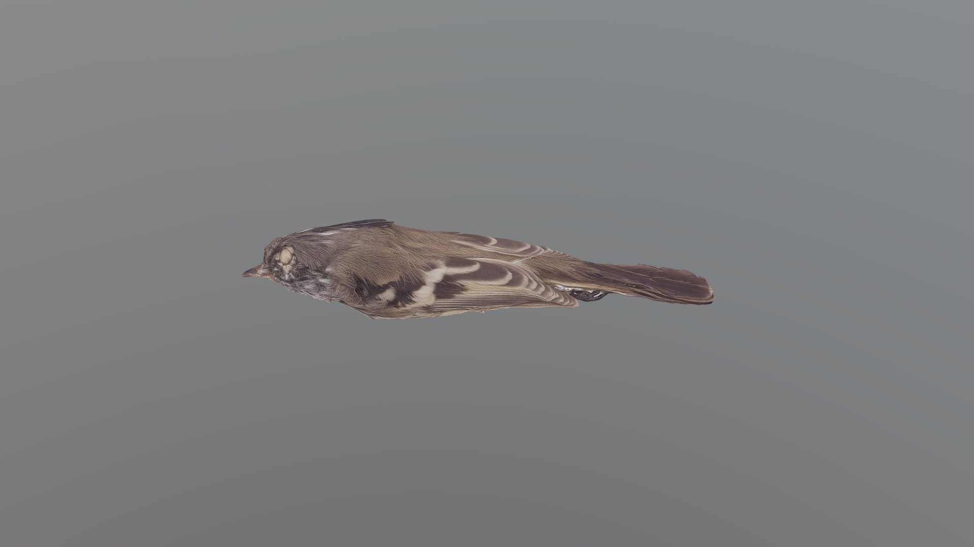 Yellowbilled Tit-tyrant - Anairetes flavirostris