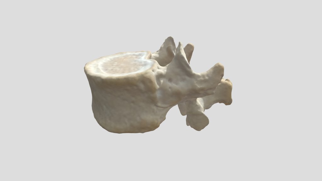 Vertebra T11