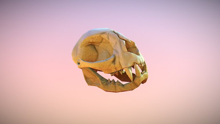 Skull Cat 3D Model