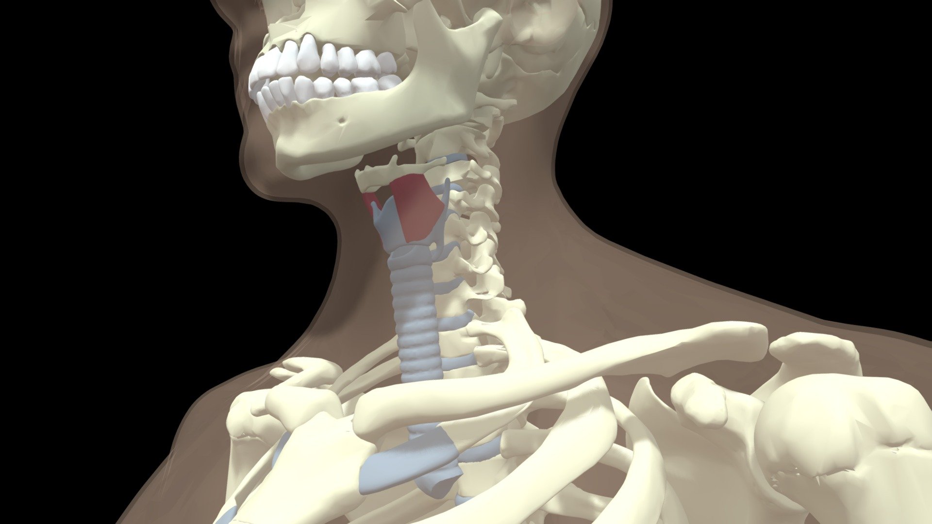 Thyrohyoid - Download Free 3D model by UMich Anatomy (@anatomary ...