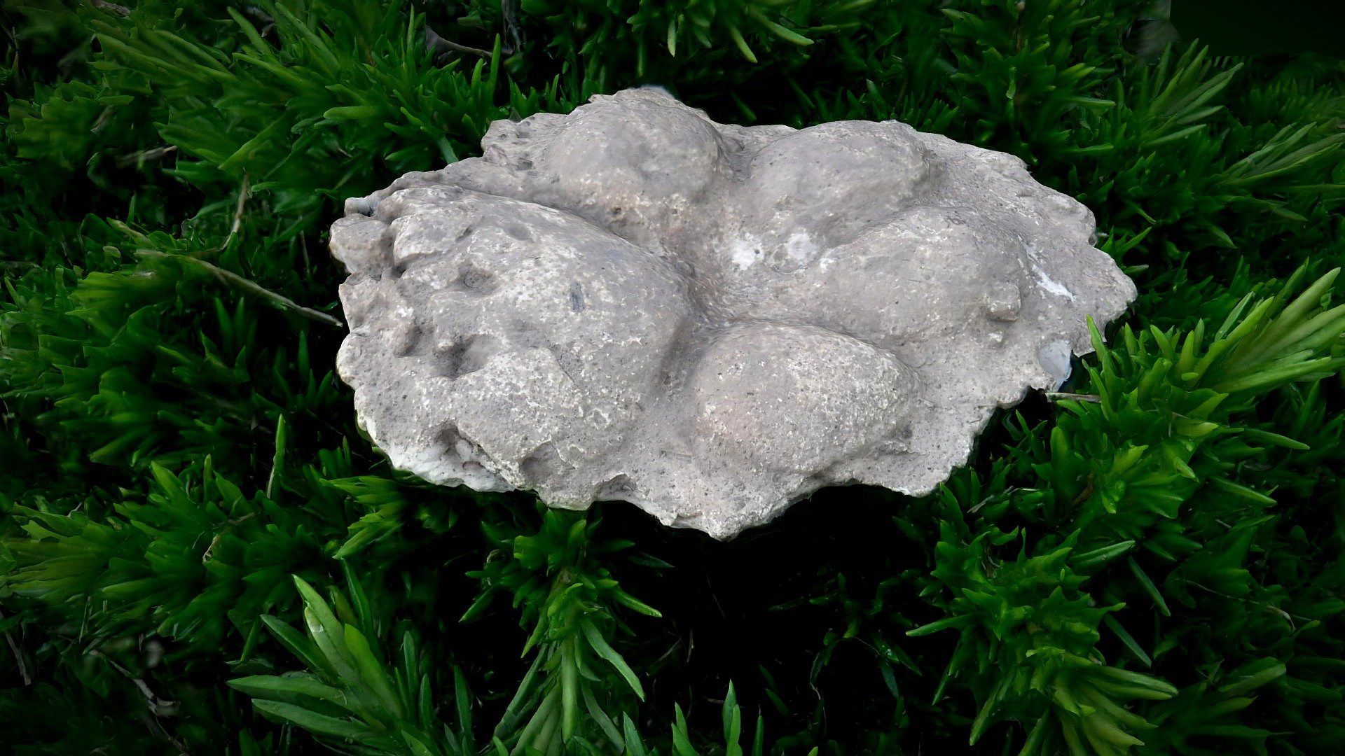 Coyote Pawprint