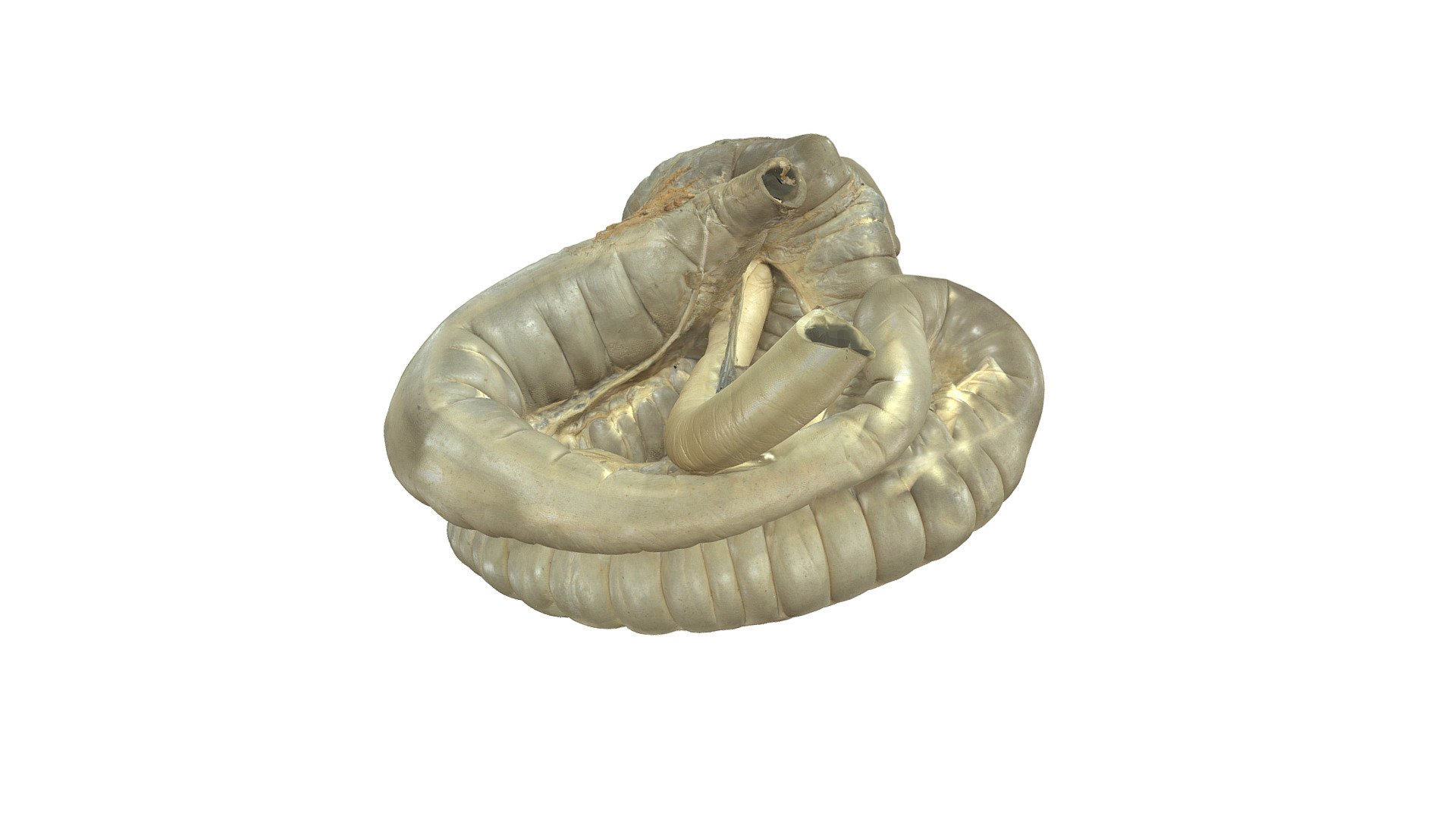 Horse, Colon, Caecum (plastinate, situ) 3D model by Vetanat.UZH