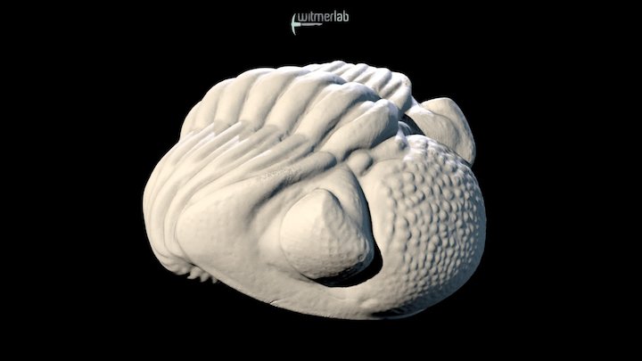 Trilobite – Eldredgeops (Phacops) rana – OUµCT – Modello 3D gratuito STL