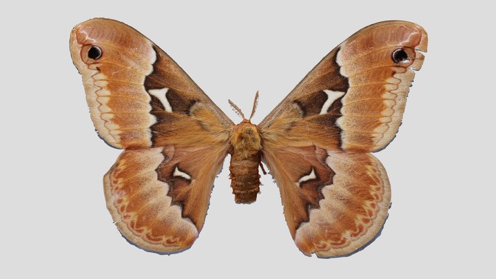 YPM ENT.403066 Silkmoth, Callosamia angulifera – Kostenloses 3D-Modell STL