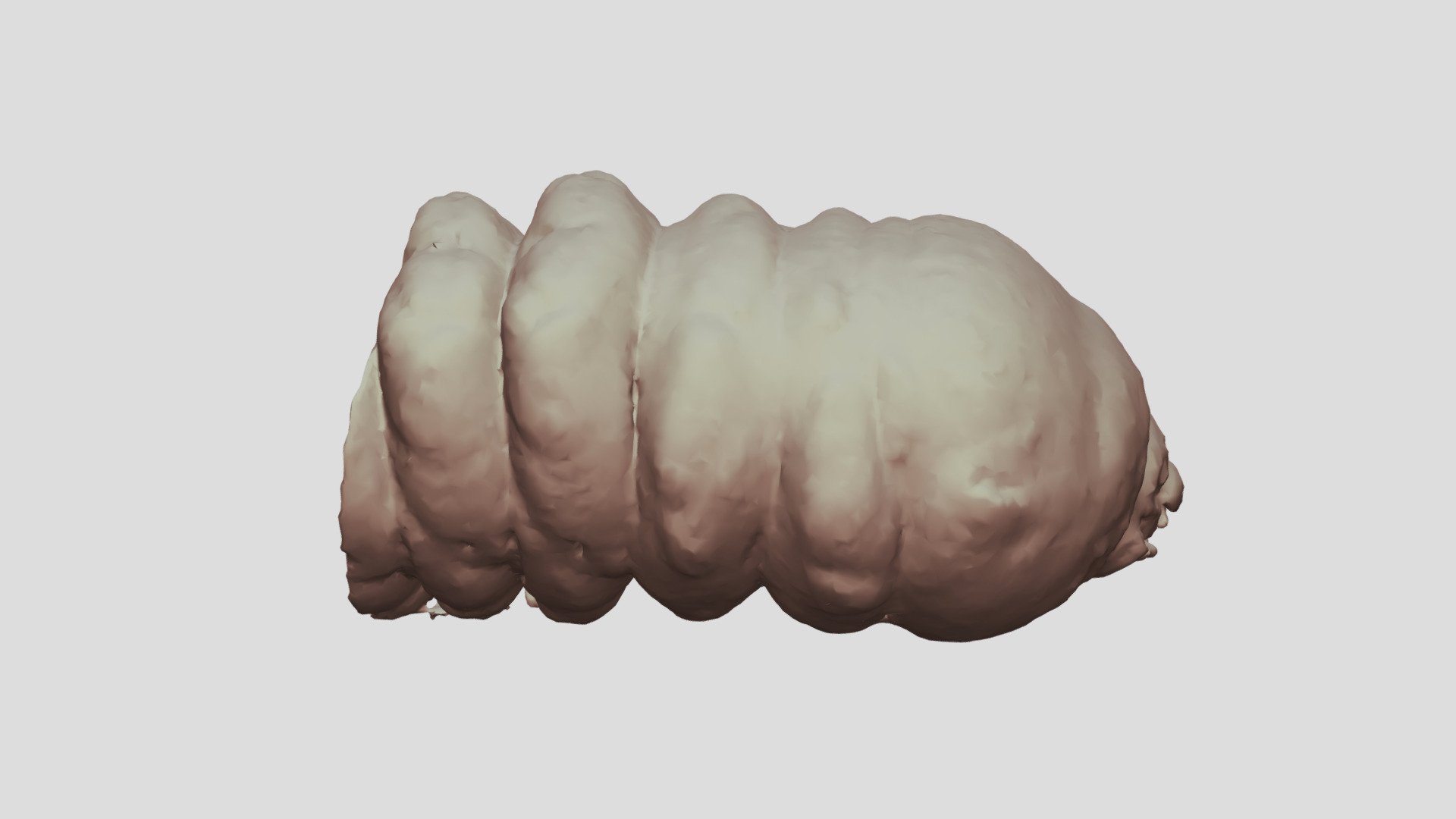 Cacosceles newmannii larva. Sample Nr16