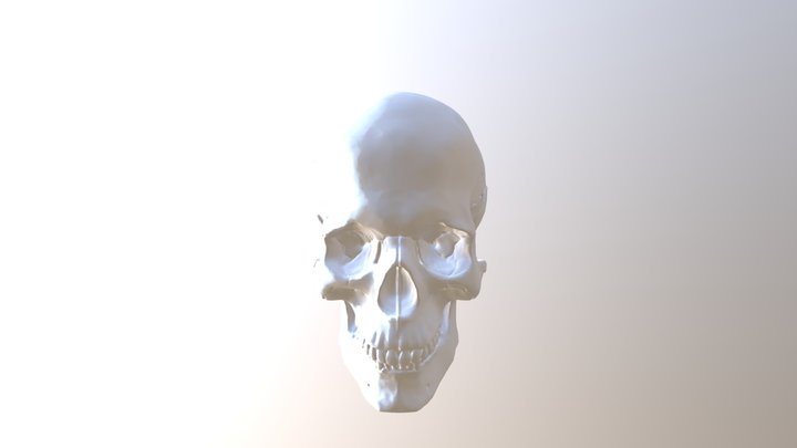 2018 11 07 Human Skull 3D Model