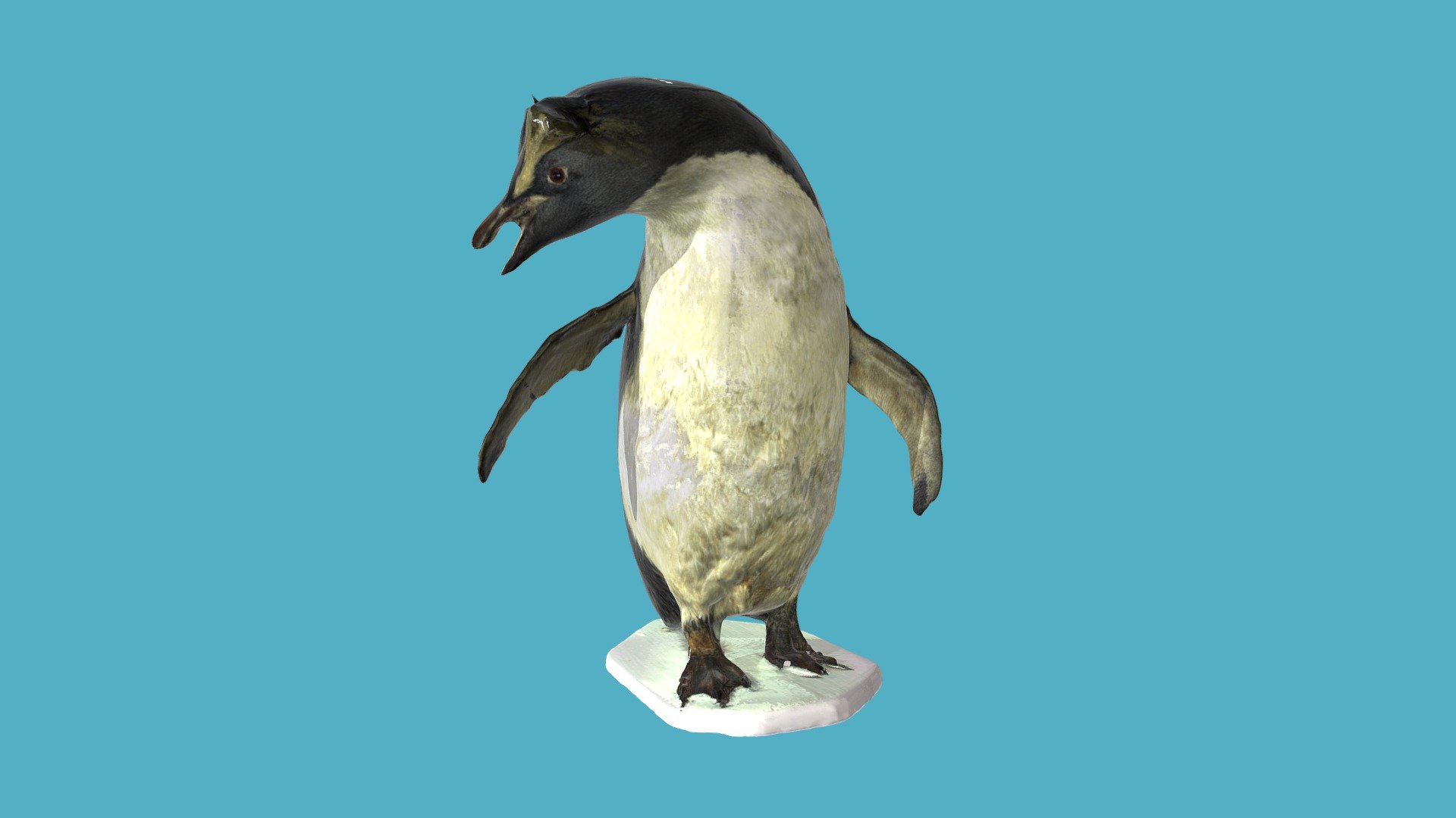 Пингвин | Penguin
