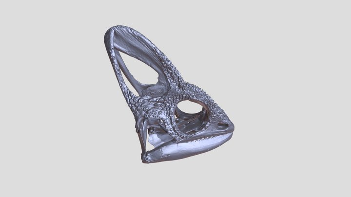 Skull of Chamaeleo calyptratus (chameleon) 3D Model