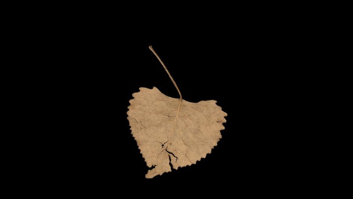 leaf.005 3D Model