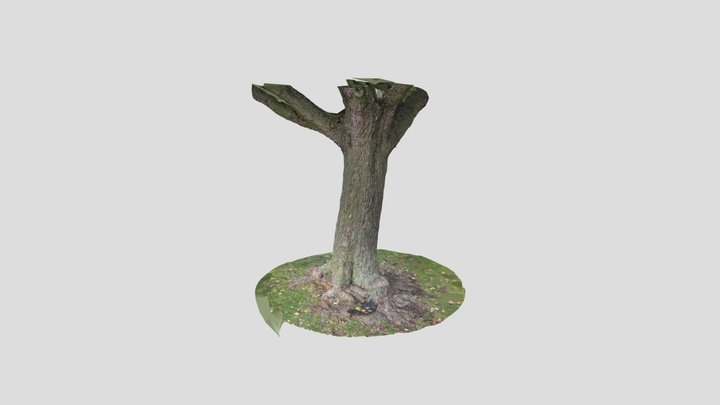 Mom's Tree 3D Model