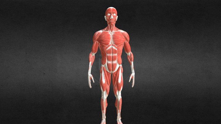 Überblick über die Muskulatur des Menschen 3D Model