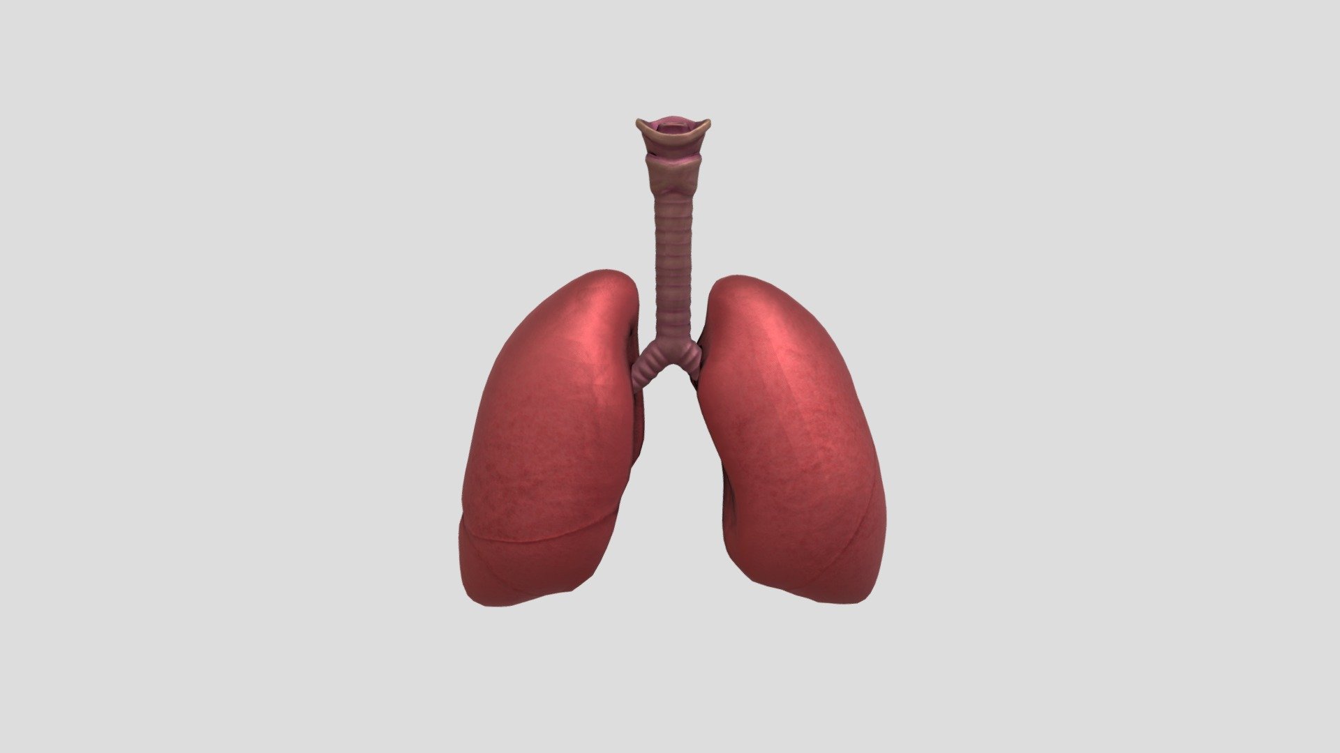 Respiratory System C4D V2 - 3D model by apsstudio [25bb60f] - Sketchfab