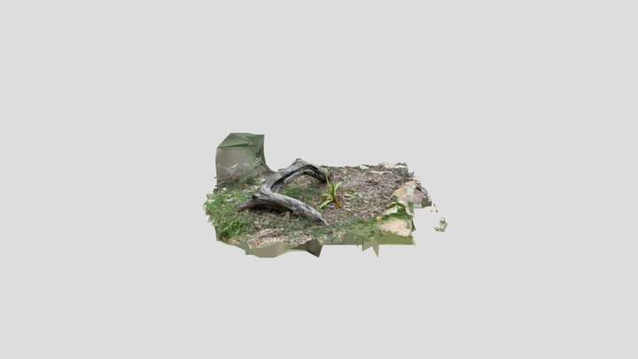 Broken Tree Branch 3D Model