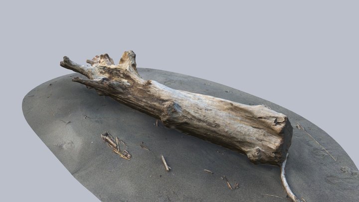 K01 / driftwood trunk — free sample 3D Model