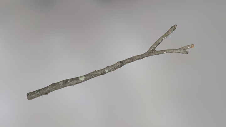 Branch 3D Model