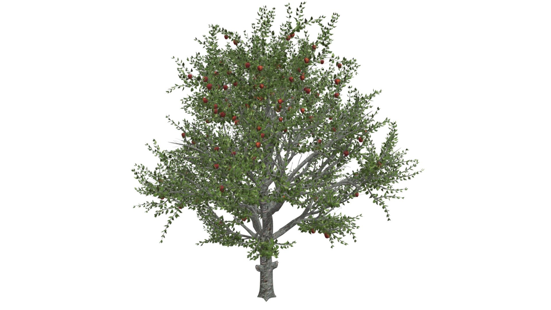 Red Delicious Apple Tree #01 - Buy Royalty Free 3D model by meshshape ...