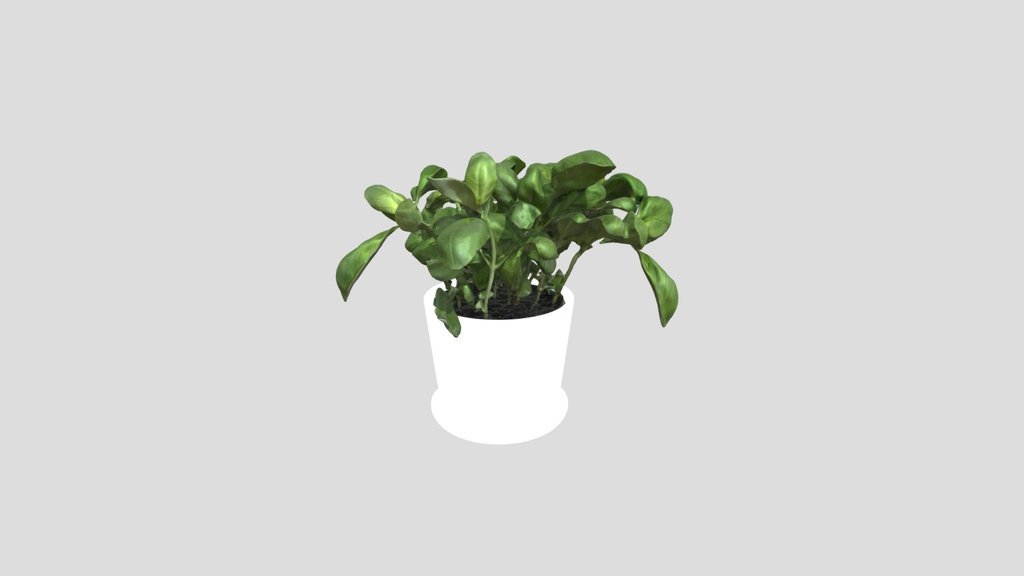 Potted Plant Basil