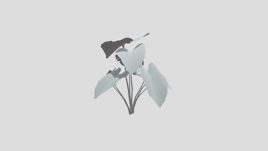 Elephant Ear Taro Plant Med Var