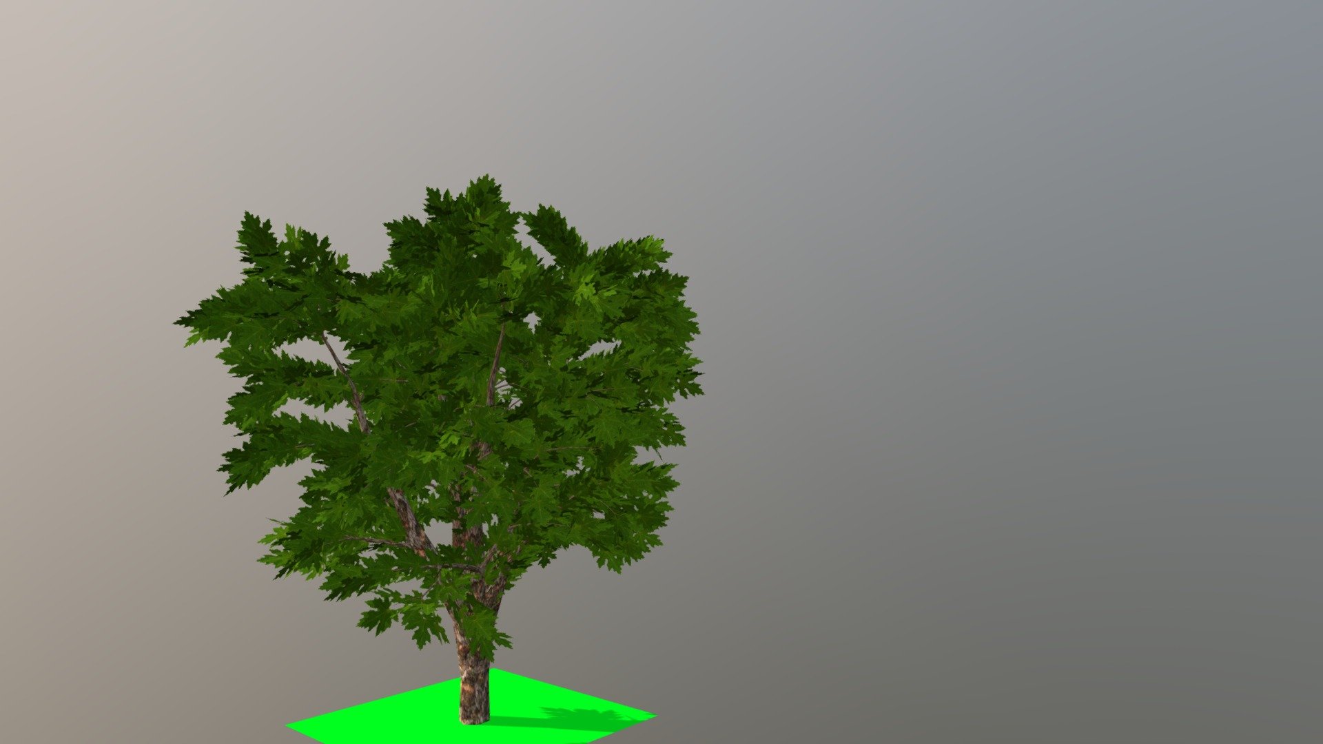 tree