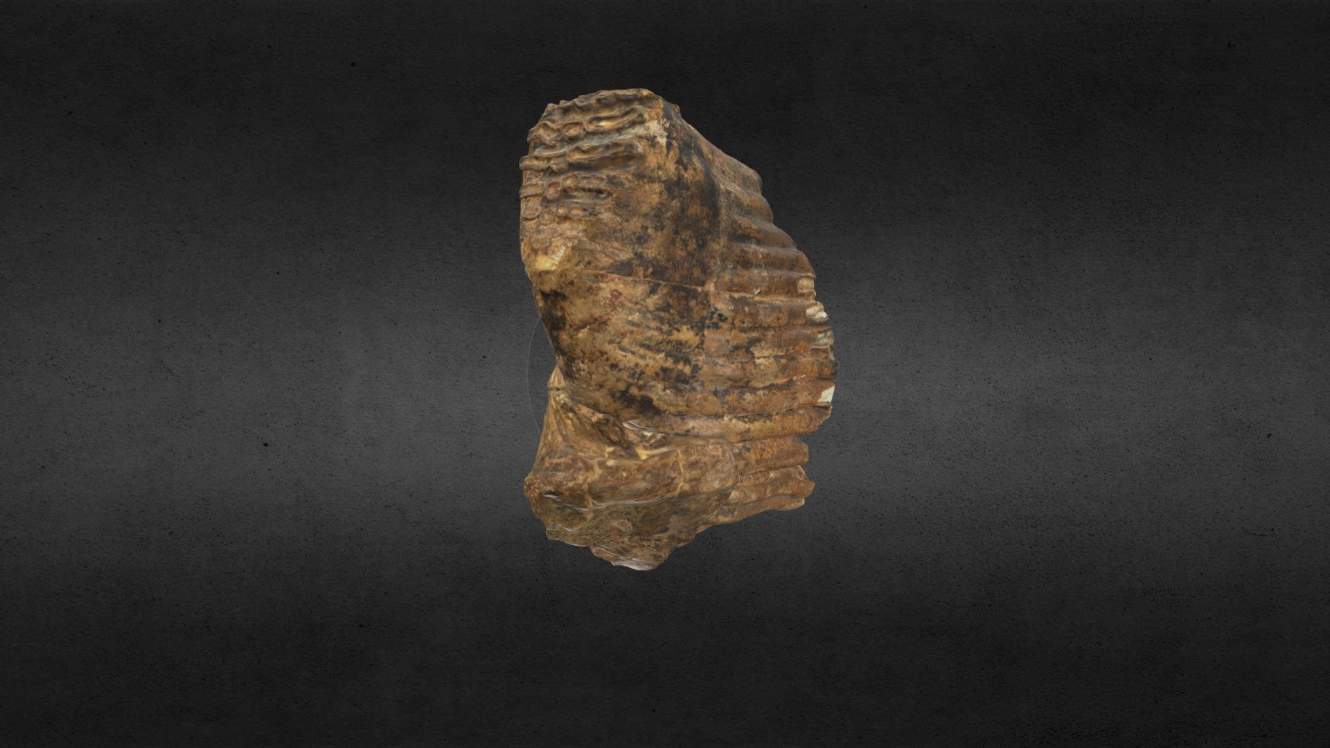 Mammuthus columbi (mammoth) Tooth MSL 739