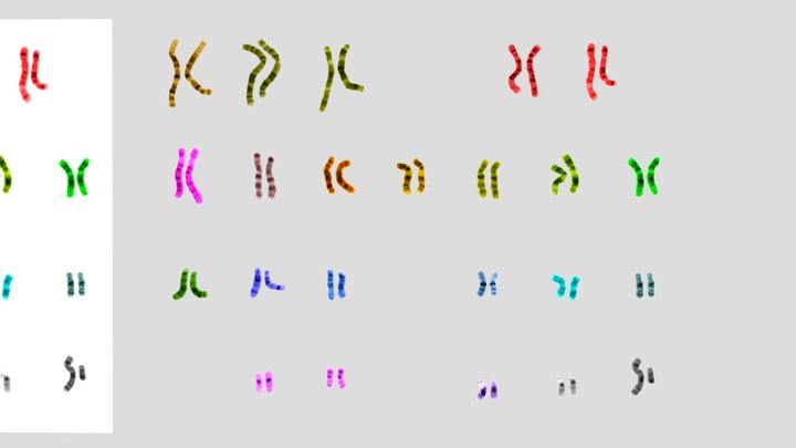 Human male chromosomes (ヒト男性染色体) 3D Model