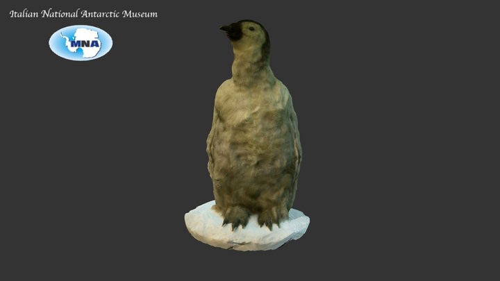 Emperor penguin - Aptenodytes forsteri (chick) 3D Model