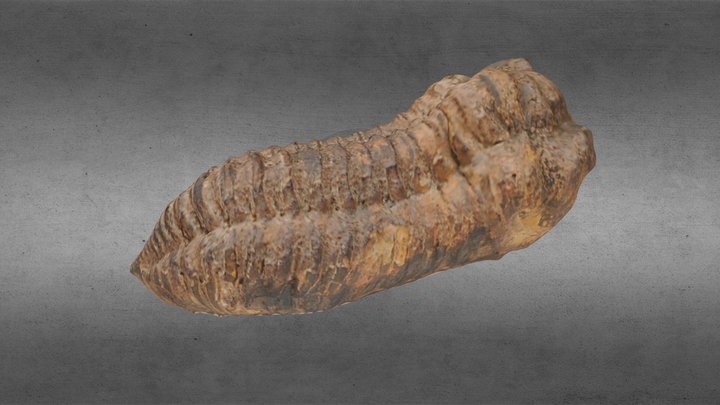fosil de trilobite 3D Model
