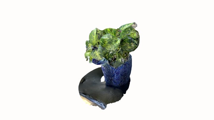 margotwynantplant 3D Model