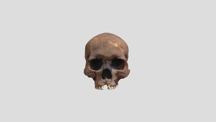 001_ Skull 3D Model