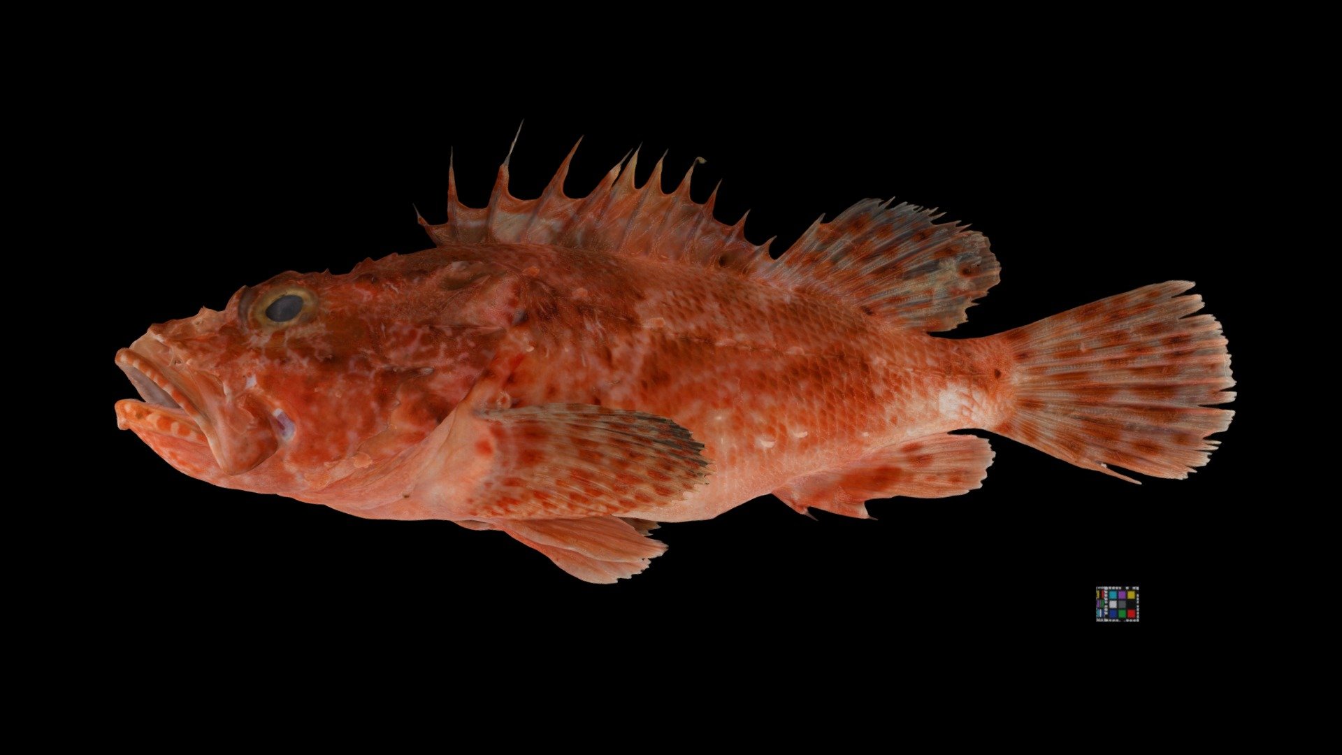イズカサゴ Izu Scorpionfish, Scorpaena neglecta