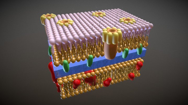 Gram Negative 3D Model