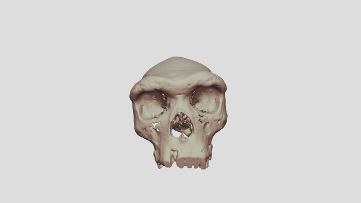 Kabwe Man CT Scan - H heidelbergensis/bodoensis
