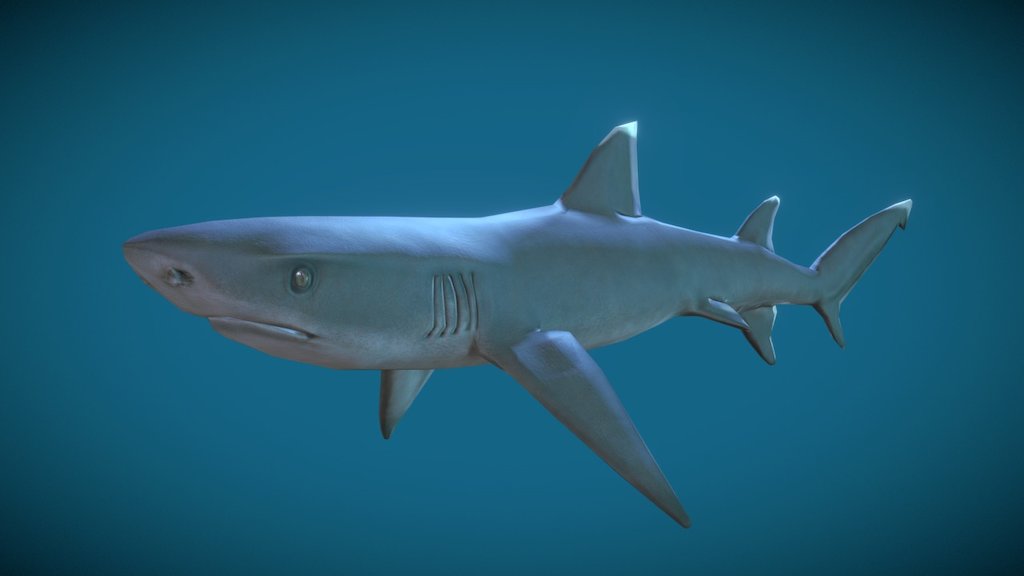 Shark White Tip - 3D model by Matt Bell (@sombrerogrande) [25d7a81 ...