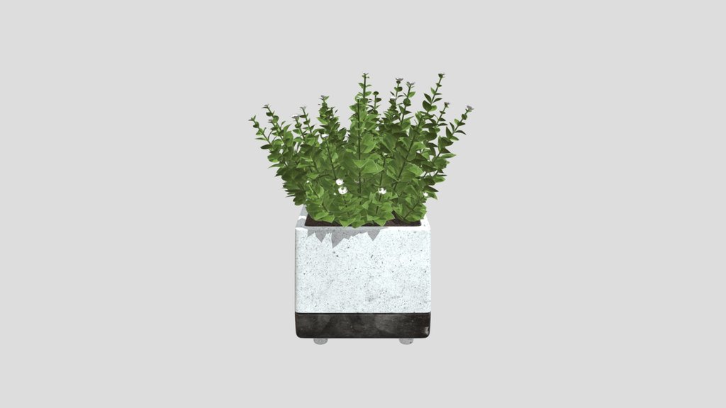 White Blooms In Modern Planter