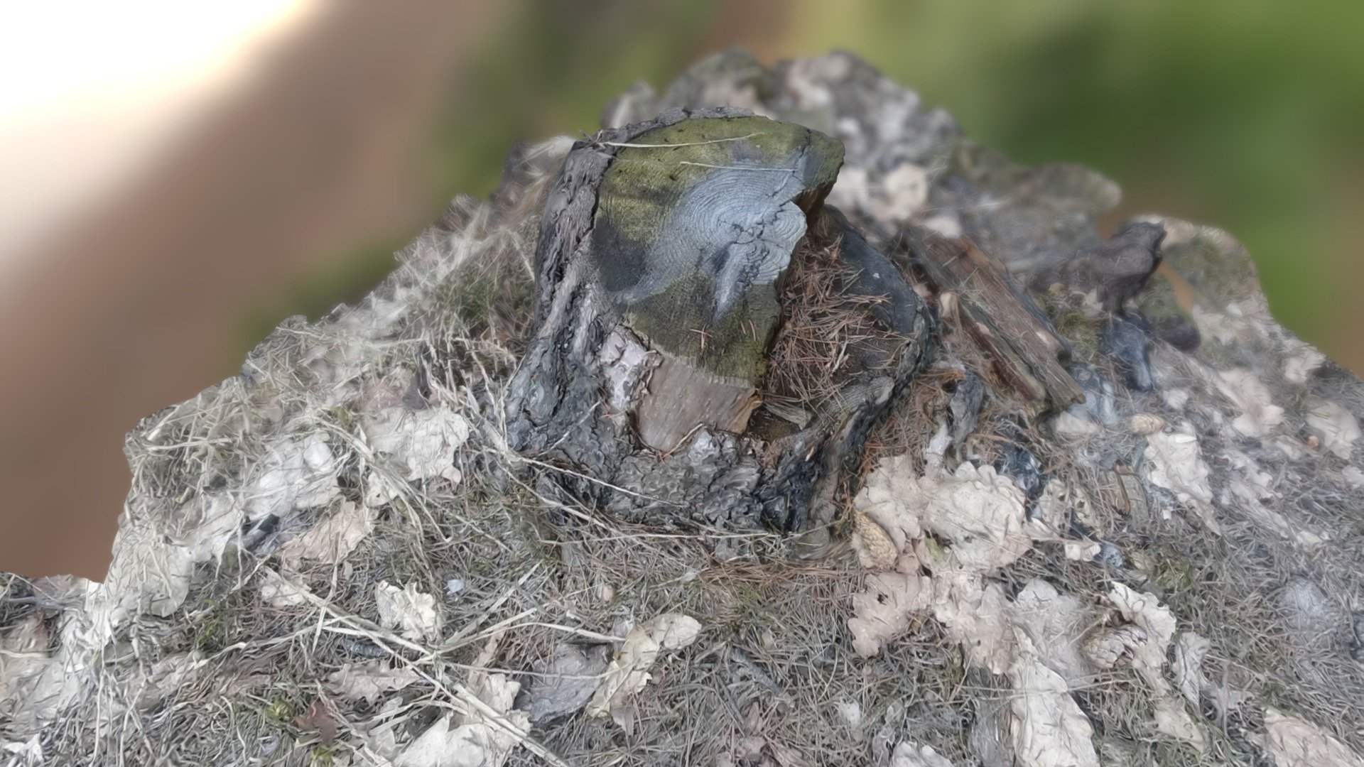 Stump