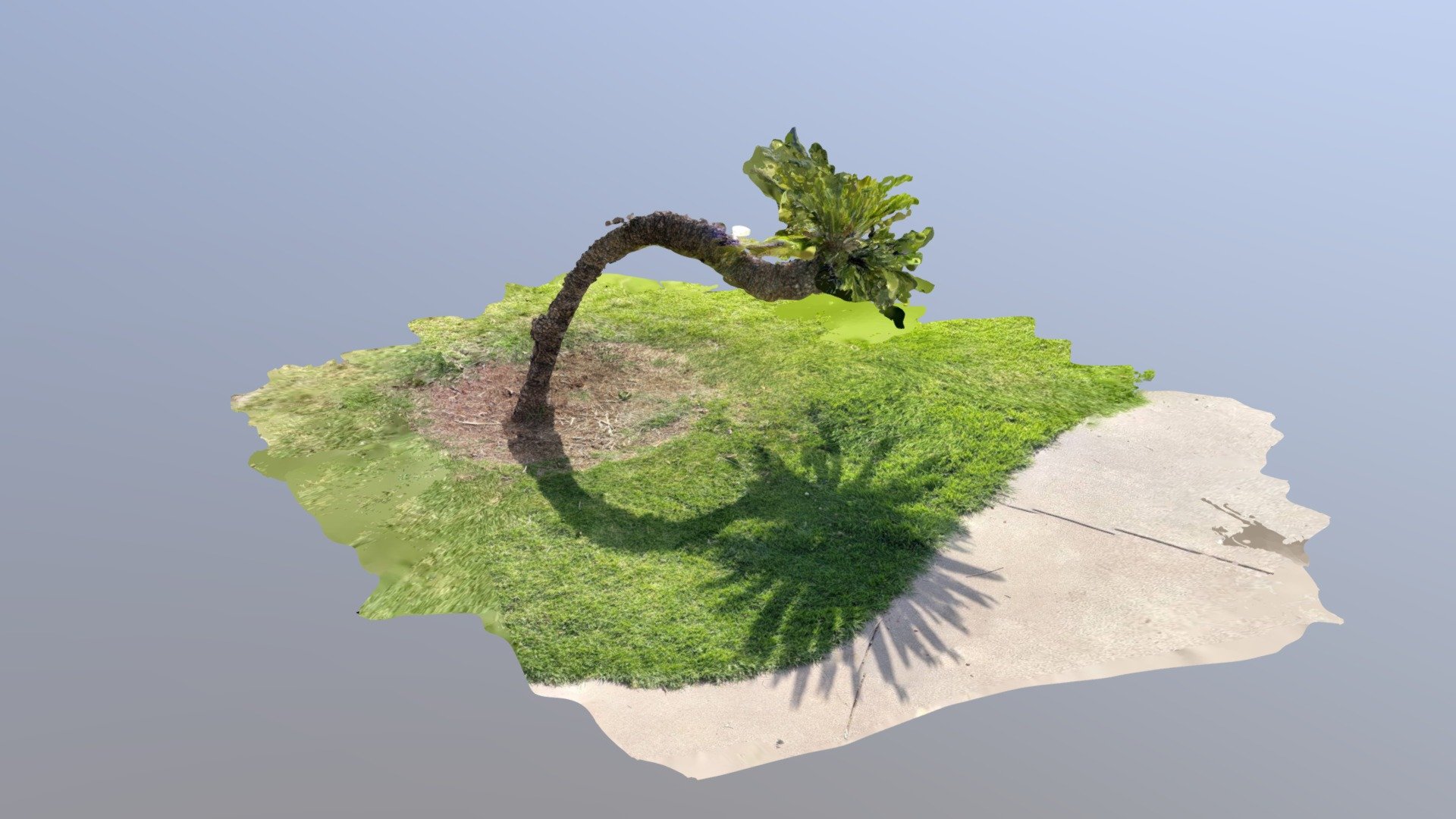 The Crooked Palm