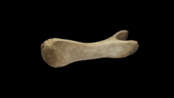 Whale bone 3D Model