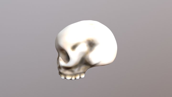 Scull 3D Model