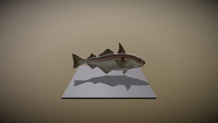 Haddock Fish 3D Model