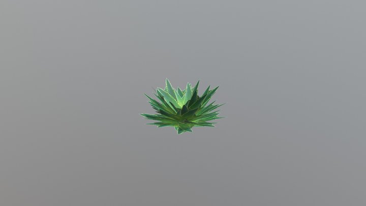 Aloe Grass 3D Model