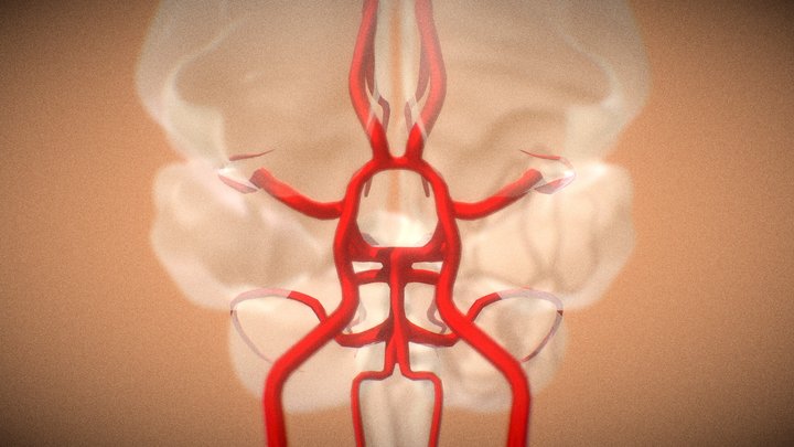 Circle of Willis: Arteries of Brain [ANIMATED] 3D Model
