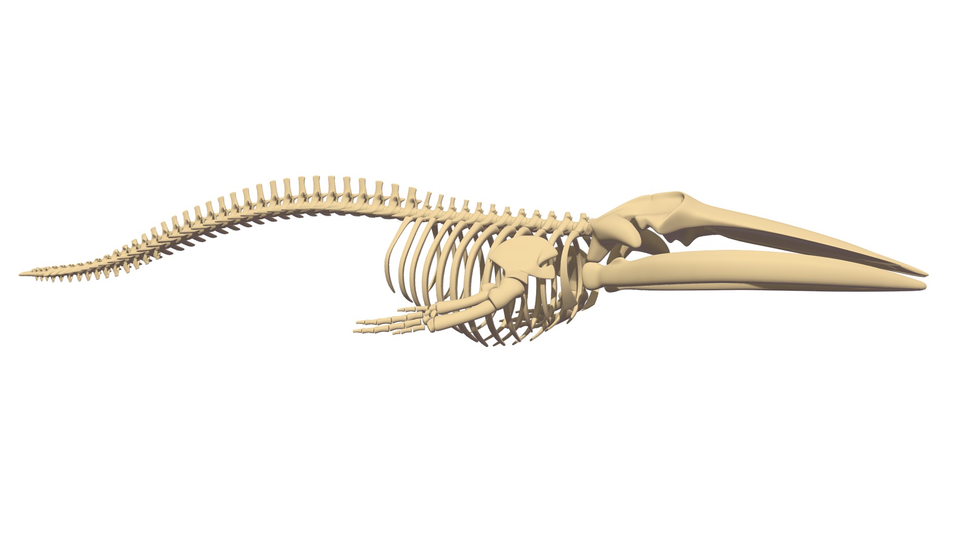3D model Fin Whale Skeleton - This is a 3D model of the Fin Whale Skeleton. The 3D model is about a gold and silver bracelet.