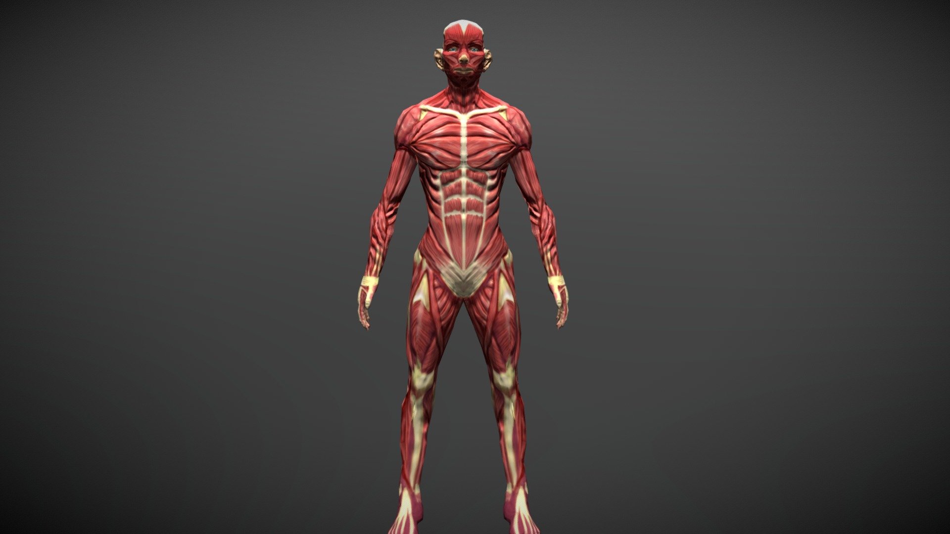 Modelo Anatómico Humano - 3D model by DayannaE (@DayannaE) [25ef6c2]