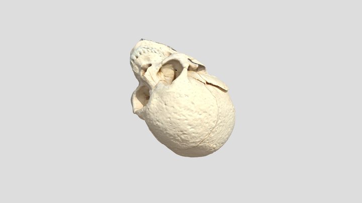頭蓋骨 3D Model