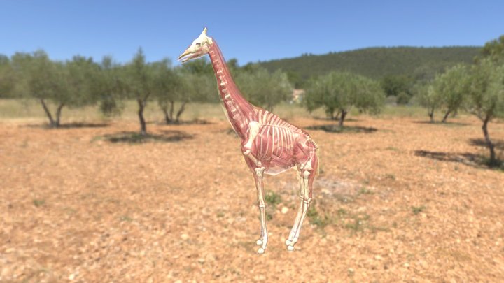 Giraffe 3D Model
