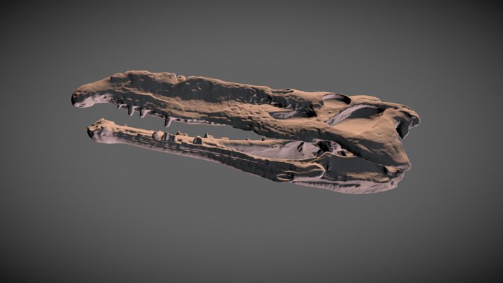 Phytosaur skull Nicrosaurus 3D Model