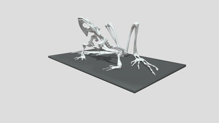 Squelette de Grenouille 3D Model