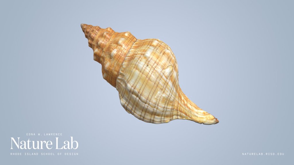 Filamentous Horse Conch