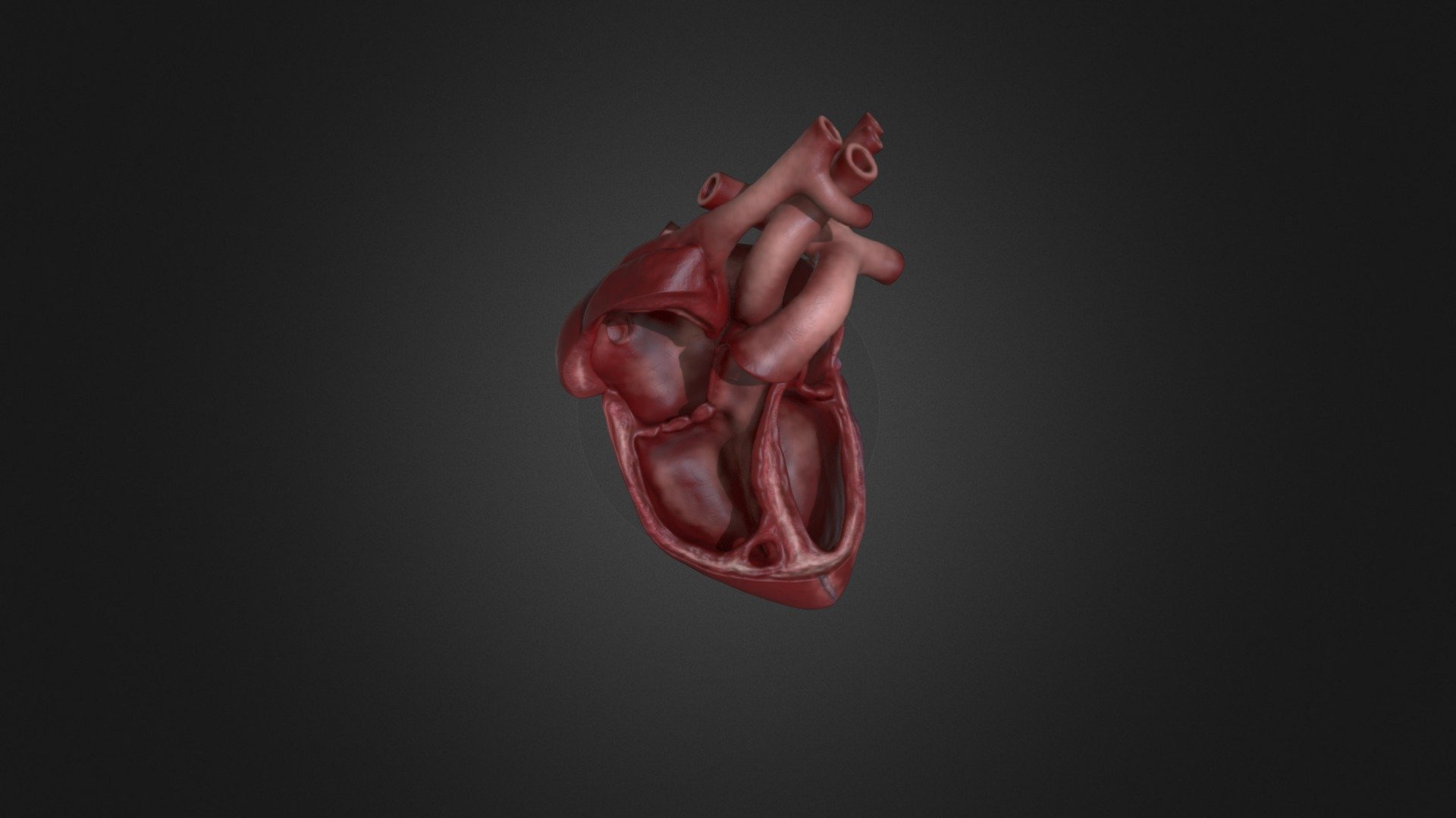 Fetal Heart 3d Model By Medicalart [25f341f] Sketchfab